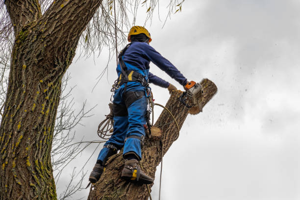 Professional  Tree Services in Wewahitchka, FL